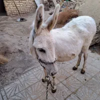 الاغ ماده آرام، چاق و کاری