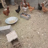 ده عدد مرغ تخمی