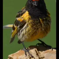 گلبسر قناری