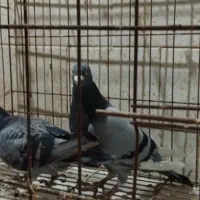 کبوترجفت پلاکی باجوجه|پرنده|کیانشهر, |دیوار