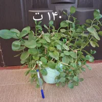 لوازم جانبی موبایل و تبلت|لوازم جانبی موبایل و تبلت|اسلامآباد غرب, |دیوار