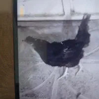 مرغ بومی|حیوانات مزرعه|جونقان, |دیوار