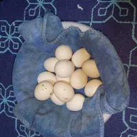 مرغ مینیاتری|حیوانات مزرعه|خرمشهر, |دیوار