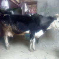 فروش.گاو