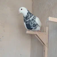 دوتا کفتر طوقی چاپی هوای