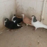 کجکله هفت رنگ|پرنده|نیشابور, ده حلاج|دیوار