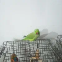 طوطی ملنگو سخنگو|پرنده|طبقده, |دیوار