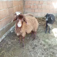 ۳عدد بره ماده|حیوانات مزرعه|آق قلا, |دیوار