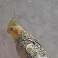 عروس هلندی