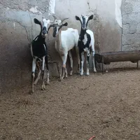 تعدادی بز جوان در بندرلنگه