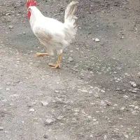 خروس غاز اردک