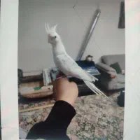 عروس هلندی دوکت آلبینو