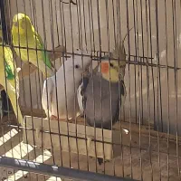 ۲ عدد عروس هلندی سخنگو