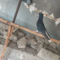 زاغ دم سفید نر