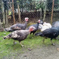 بوقلمون بوربون ، برنز و غاز محلی|حیوانات مزرعه|حویق, |دیوار