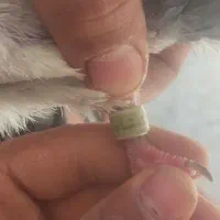 کفتر پرشی و قیمت مناسب|پرنده|اردکان, |دیوار