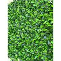 فروش مستقیم فنس چمنی و برگی|عمدهفروشی|شیراز, دوکوهک|دیوار