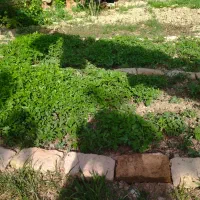 نهال گوجه|گل و گیاه طبیعی|سملقان, |دیوار