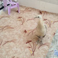 طاووس نژاد مصری|پرنده|کارون, |دیوار