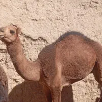 شتر|حیوانات مزرعه|نهبندان, |دیوار