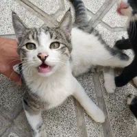 واگذاری رایگان بچه گربه|گربه|مشهد, شهید شهریاری|دیوار