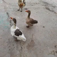 غاز نر وماده