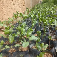 نهال پسته