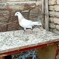 اوقون زرد نر|پرنده|قاسمآباد (خواف), |دیوار