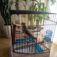 عروس هلندی نر