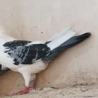 کفتر کاشمر|پرنده|کاشمر, |دیوار