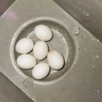 تخم مرغ عشق