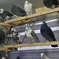 کبوتریکجایی|پرنده|قائم‌شهر, |دیوار