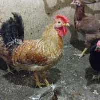 مرغ و خروس و بوقلمون ماده