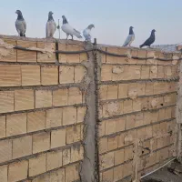 بالاگیر شیخی|پرنده|اهواز, پردیس|دیوار