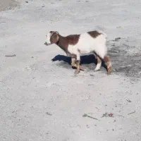 بزغاله و بز|حیوانات مزرعه|شهریار, فرارت|دیوار