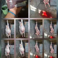 گوسفند شیشک بره ماده و بزغاله 249|حیوانات مزرعه|اراک, |دیوار