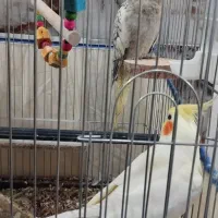 فروش چهار عدد عروس هلندی|پرنده|رودان, |دیوار