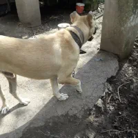 سرابی|سگ|رودبنه, |دیوار