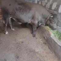 یک عدد گوساله نر سفید آبی گوشتی