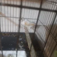 ۳تا ماده آماده دو عدد موزایکی یکی سفید ابلغ