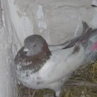 کبوتر فروشی