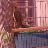 عروس هلندی ماده کاملا سالم