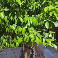 اجاره آپارتمان ۲۰۰ متری ۳ خوابه در خانه اصفهان