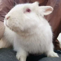 واگذاری رایگان خرگوش