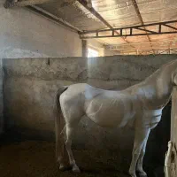 فروش ۲راس مادیون و نریون اصیل|اسب و تجهیزات اسب‌سواری|رفسنجان, |دیوار