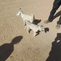 بیی های دو قلو