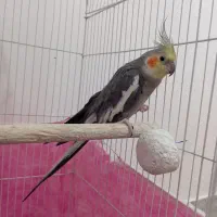 یک جفت عروس هلندی مولد|پرنده|شال, |دیوار