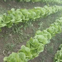 کاهو محلی|خوردنی و آشامیدنی|خان ببین, |دیوار