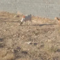 دوعدد بز جوان|حیوانات مزرعه|تایباد, |دیوار