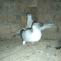 بد رنگ سوسنی و کبود|پرنده|اشتهارد, |دیوار